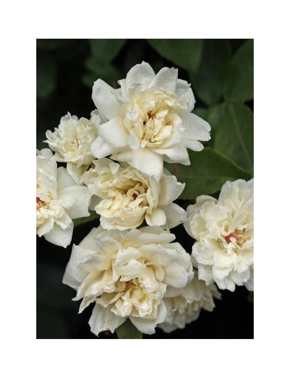 ROSA banksiae ALBA PLENA