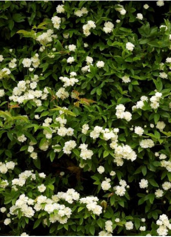 ROSA banksiae ALBA PLENA