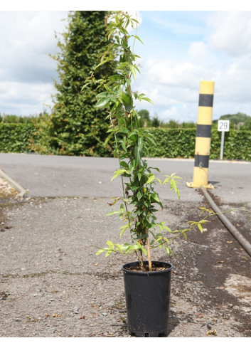 ROSA banksiae ALBA PLENA En pot de 4-5 litres