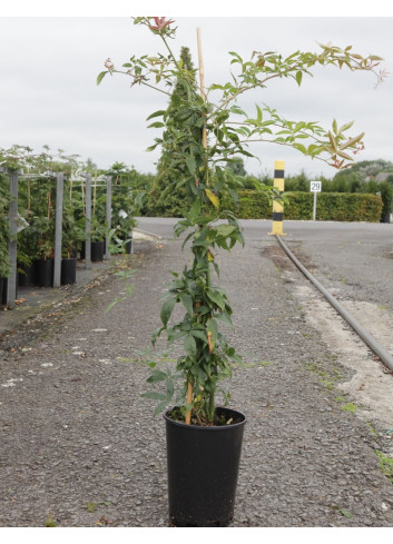 ROSA banksiae ALBA PLENA En pot de 10-12 litres