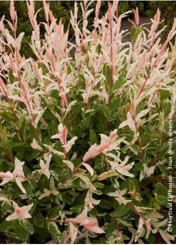 SALIX integra HAKURO-NISHIKI