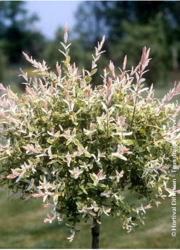 SALIX integra HAKURO-NISHIKI