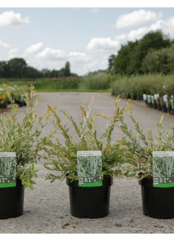 SALIX integra HAKURO-NISHIKI En pot de 4-5 litres