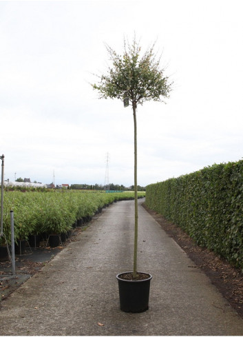 SALIX integra HAKURO-NISHIKI En pot de 25-30 litres forme tige hauteur du tronc 180-200 cm