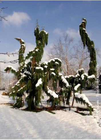 SEQUOIADENDRON giganteum PENDULUM