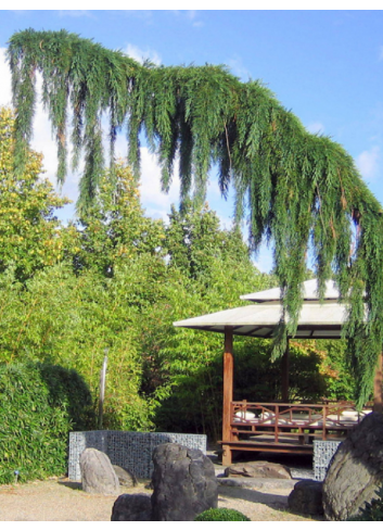 SEQUOIADENDRON giganteum PENDULUM