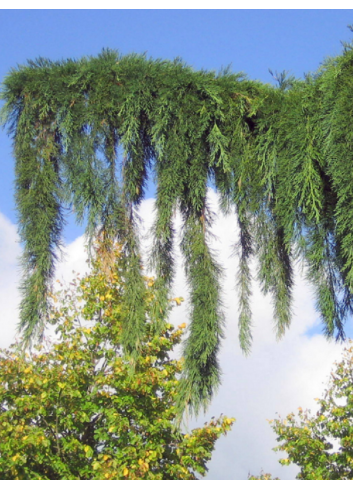 SEQUOIADENDRON giganteum PENDULUM