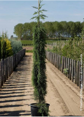 SEQUOIADENDRON giganteum PENDULUM En pot de 15-20 litres