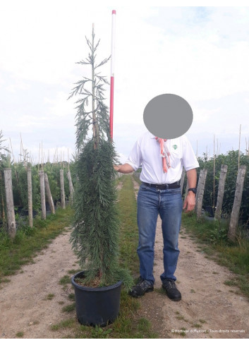 SEQUOIADENDRON giganteum PENDULUM En pot de 25-30 litres