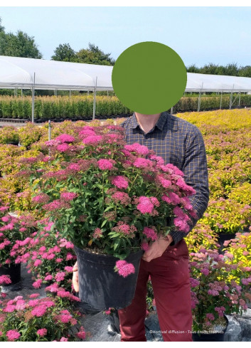 SPIRAEA japonica ANTHONY WATERER En pot de 10-12 litres