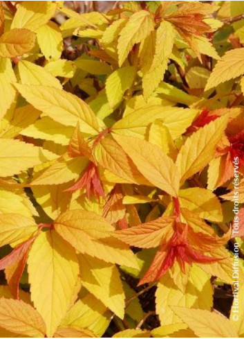 SPIRAEA japonica GOLDFLAME