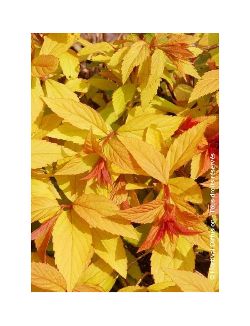 SPIRAEA japonica GOLDFLAME