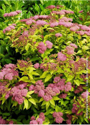 SPIRAEA japonica GOLDFLAME