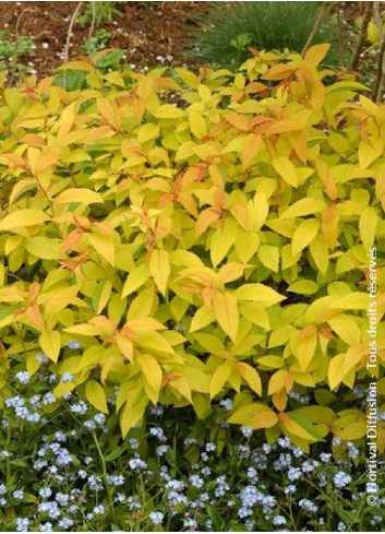 SPIRAEA japonica GOLDFLAME