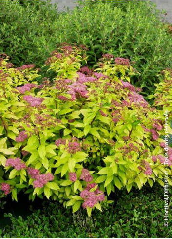 SPIRAEA japonica GOLDFLAME