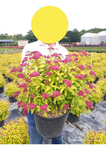 SPIRAEA japonica GOLDFLAME En pot de 10-12 litres