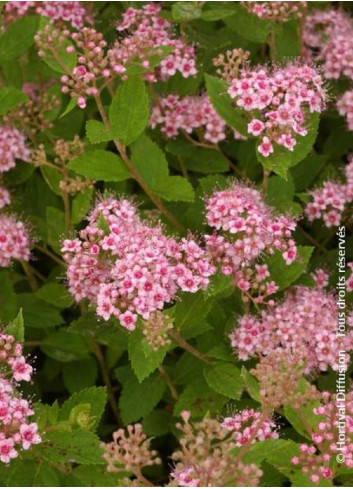 SPIRAEA japonica LITTLE PRINCESS