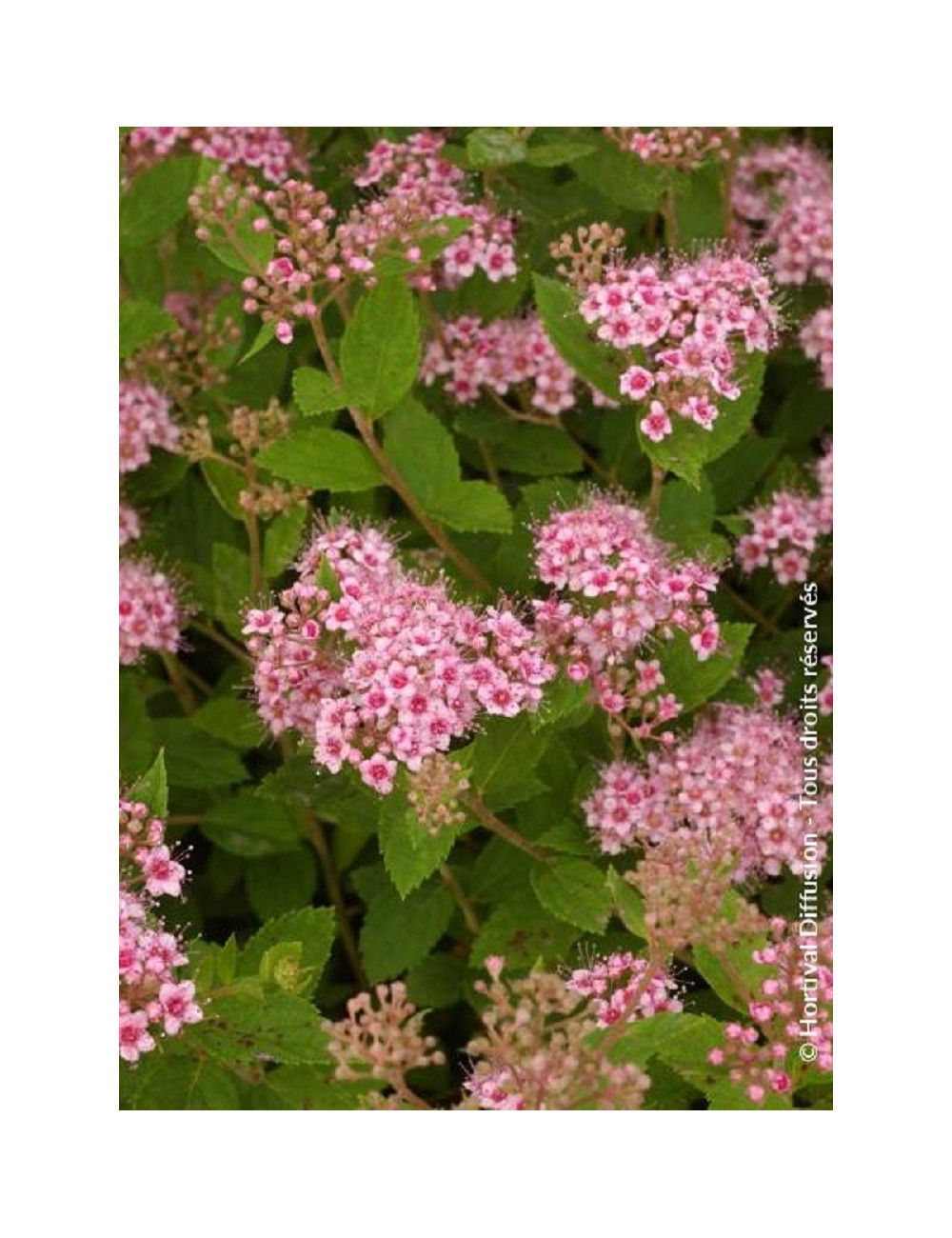 SPIRAEA japonica LITTLE PRINCESS