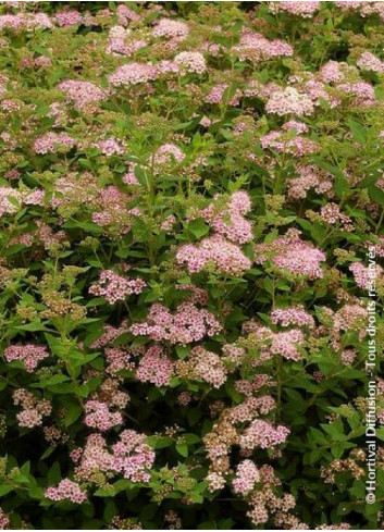 SPIRAEA japonica LITTLE PRINCESS