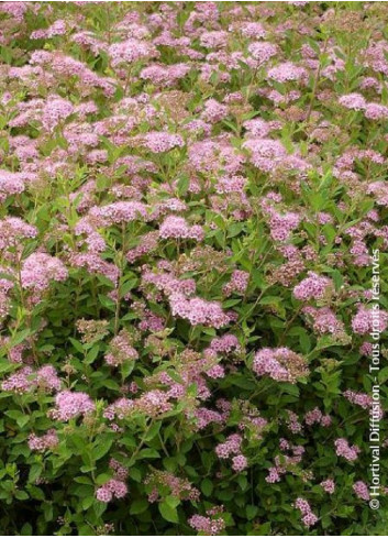 SPIRAEA japonica LITTLE PRINCESS