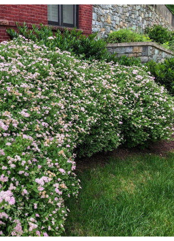 SPIRAEA japonica LITTLE PRINCESS