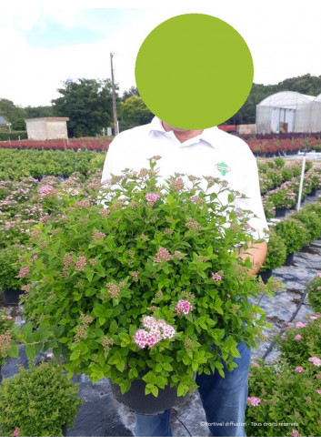 SPIRAEA japonica LITTLE PRINCESS En pot de 10-12 litres