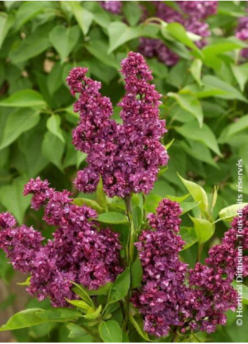 SYRINGA CHARLES JOLY