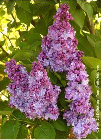 SYRINGA KATHERINE HAVEMEYER