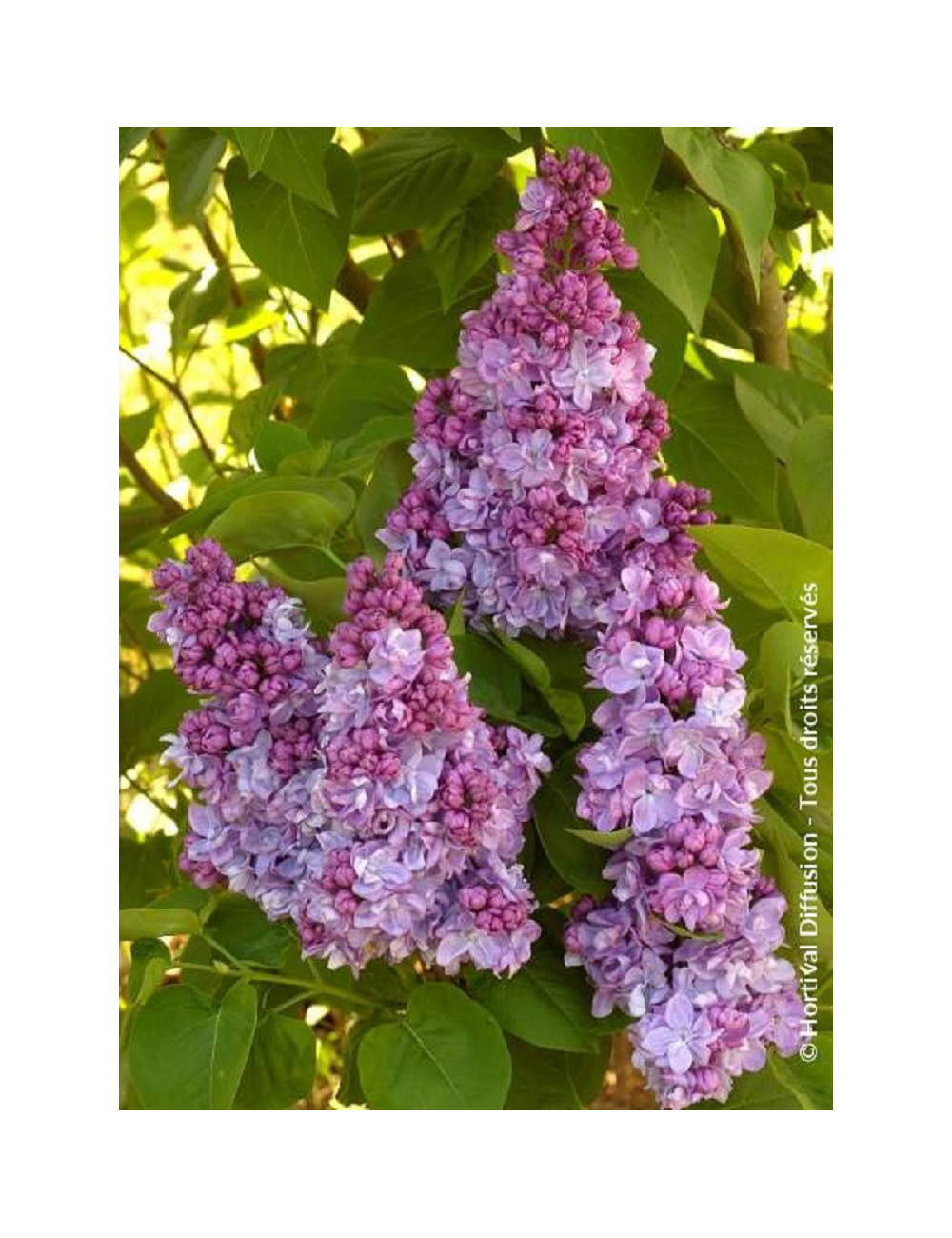 SYRINGA KATHERINE HAVEMEYER