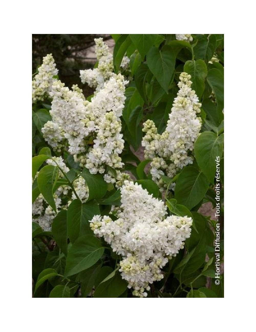 SYRINGA MADAME LEMOINE