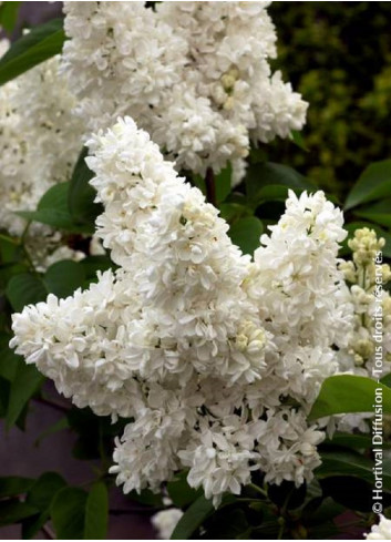 SYRINGA MADAME LEMOINE