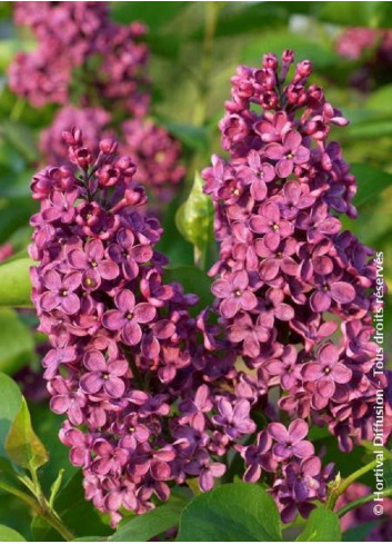 SYRINGA SOUVENIR DE LOUIS SPAETH