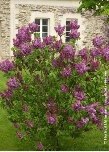 SYRINGA SOUVENIR DE LOUIS SPAETH