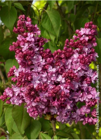 SYRINGA PRINCE WOLKONSKY