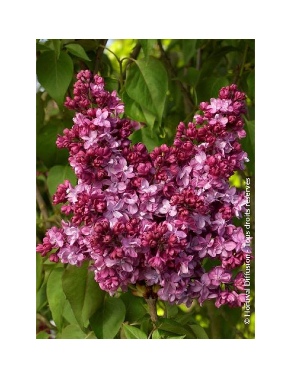 SYRINGA PRINCE WOLKONSKY