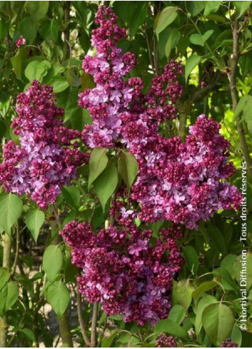 SYRINGA PRINCE WOLKONSKY