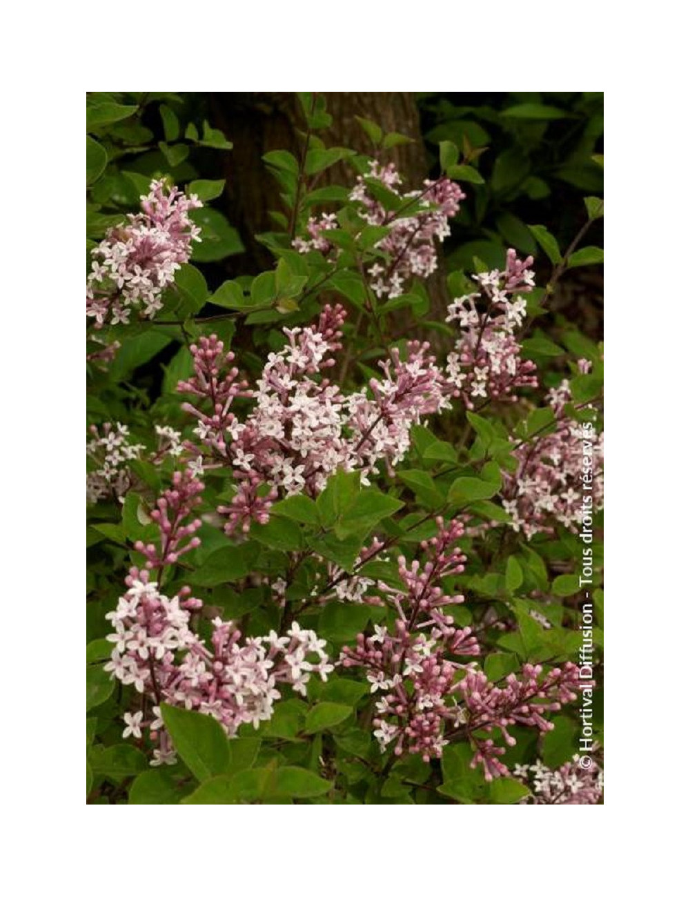 SYRINGA microphylla SUPERBA