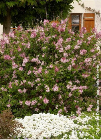 SYRINGA microphylla SUPERBA