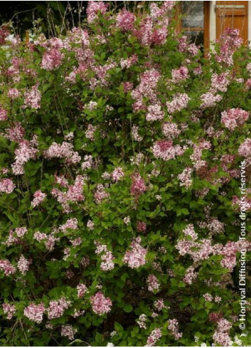 SYRINGA microphylla SUPERBA