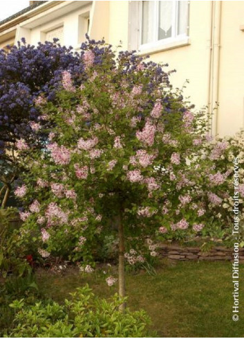 SYRINGA microphylla SUPERBA