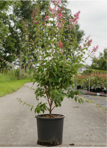 SYRINGA microphylla SUPERBA En pot de 15-20 litres