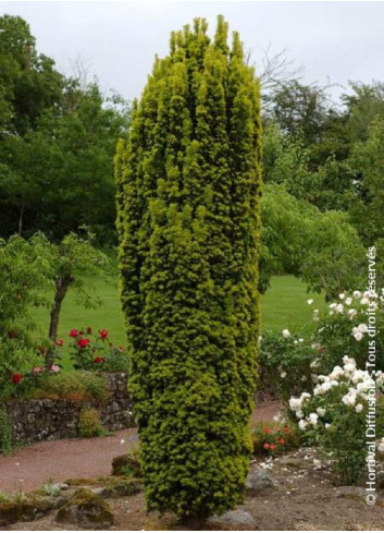 TAXUS baccata FASTIGIATA AUREA