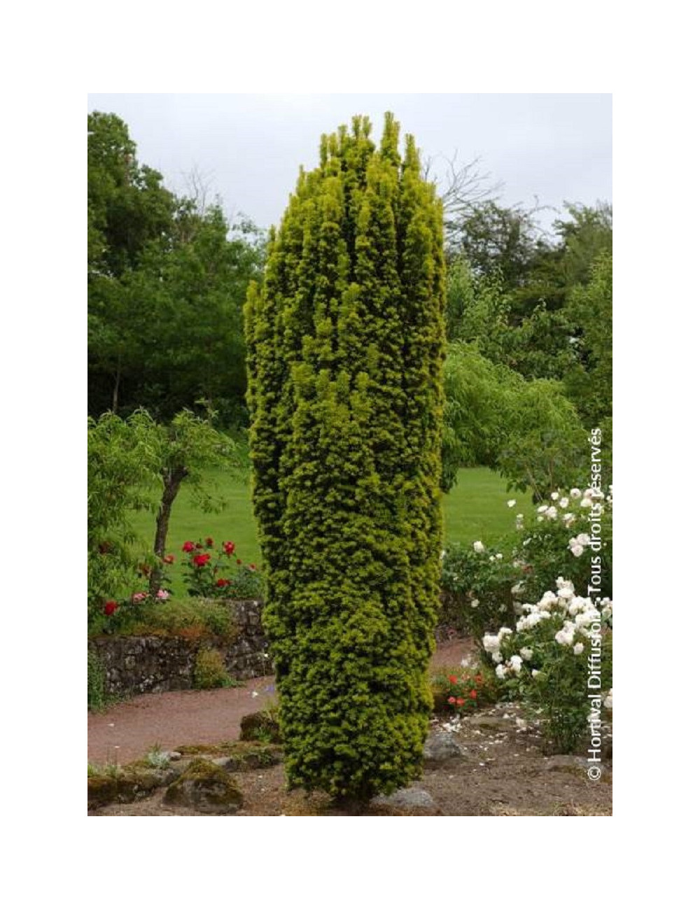 TAXUS baccata FASTIGIATA AUREA