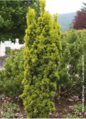 TAXUS baccata FASTIGIATA AUREA