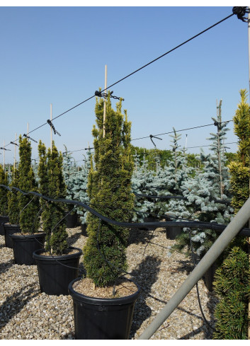 TAXUS baccata FASTIGIATA AUREA