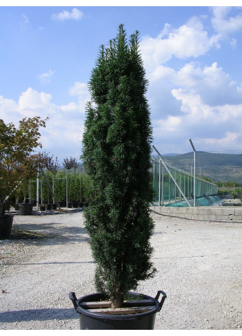 TAXUS baccata FASTIGIATA