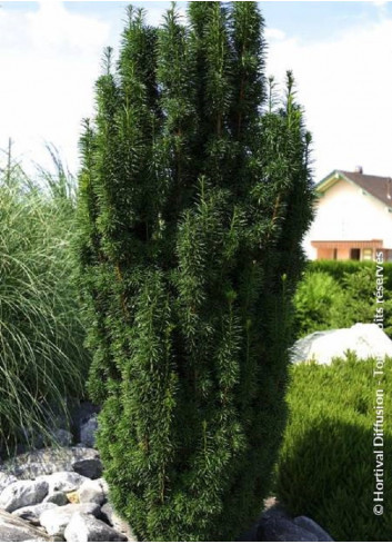 TAXUS baccata FASTIGIATA