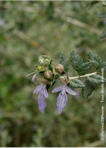 TEUCRIUM fruticans