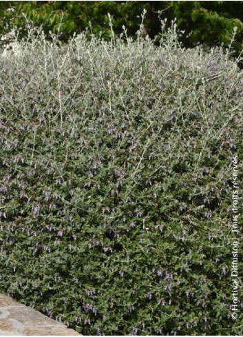 TEUCRIUM fruticans