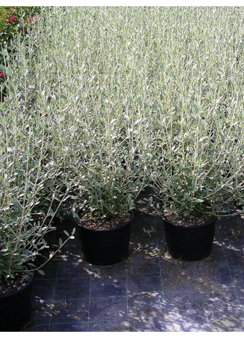 TEUCRIUM fruticans